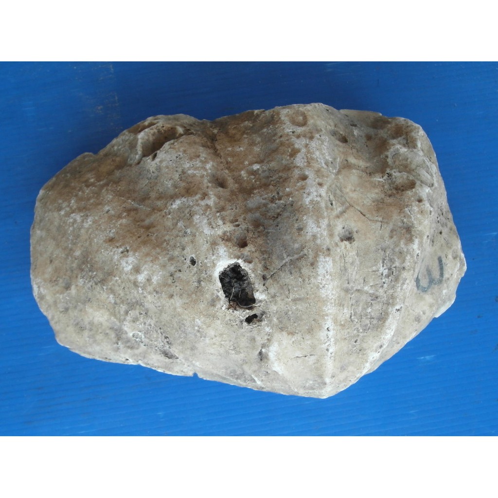 貝化石的價格推薦 22年2月 比價比個夠biggo