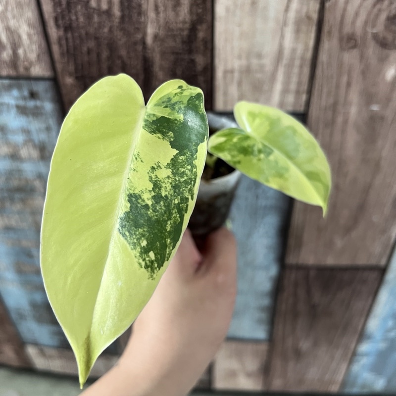 現貨 斑葉獨角獸蔓綠絨【觀葉植物】Philodendron Burle Marx 獨角獸植物 蔓綠絨 3吋 植物【獅作】