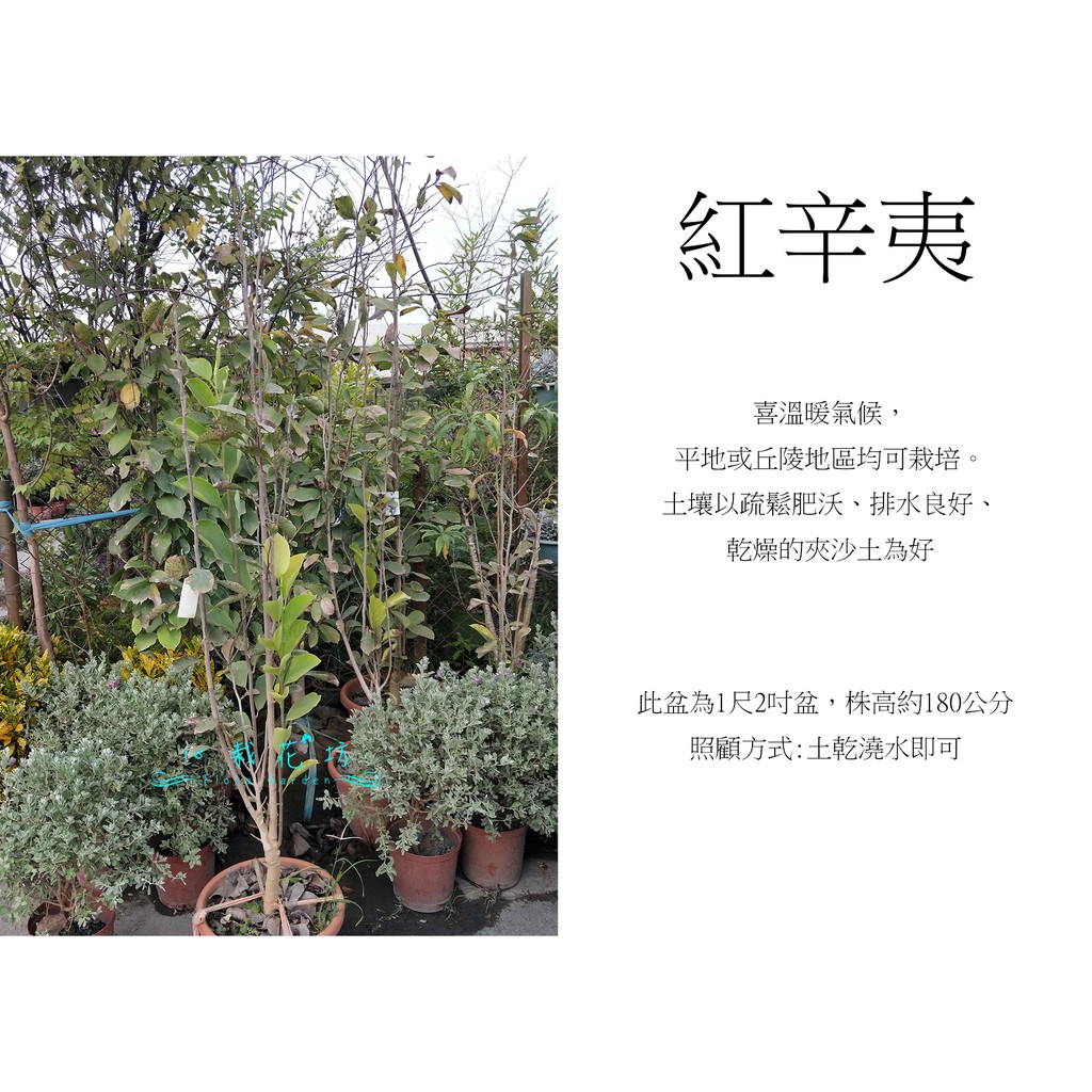 心栽花坊 紅辛夷 紅花辛夷 木蘭 開花植物 綠化植物 綠化環境 售價3000特價2700 蝦皮購物