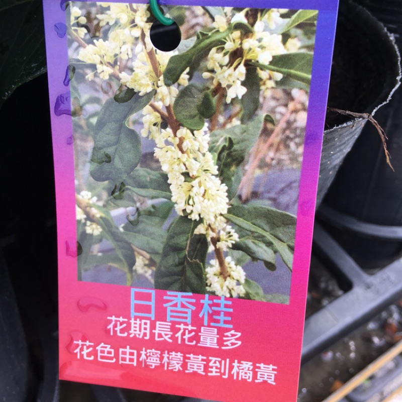 慶平花坊-[日香桂]桂花苗-2.5吋盆