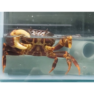 螃蟹飼料 優惠推薦 22年10月 蝦皮購物台灣