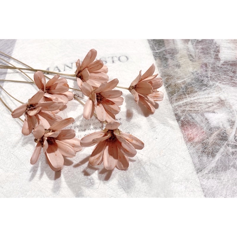 夏 花charice Flora 乾燥花 乾燥花材 索拉花 小雛菊 瓜子花 通草花 手工花 手作素材 乾燥花素材 蝦皮購物
