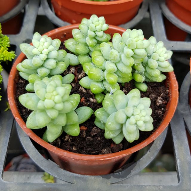 素晴らしい価格 多肉植物 新玉つづり 植物 観葉植物 Nontheistfriends Org