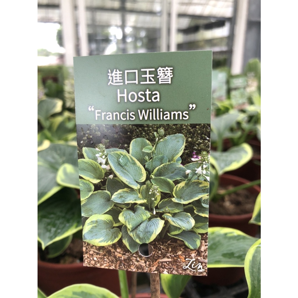 花花世界_觀葉植物-*玉簪(Hosta Francis Williams)*5吋盆/心型深綠色葉 淺綠色葉緣