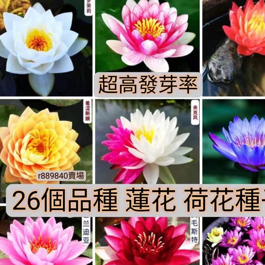 【落地生根】【超高發芽率】 蓮花 荷花 種子26個品種荷花種子 蓮花種子 碗蓮種籽 新店促銷 限時特價