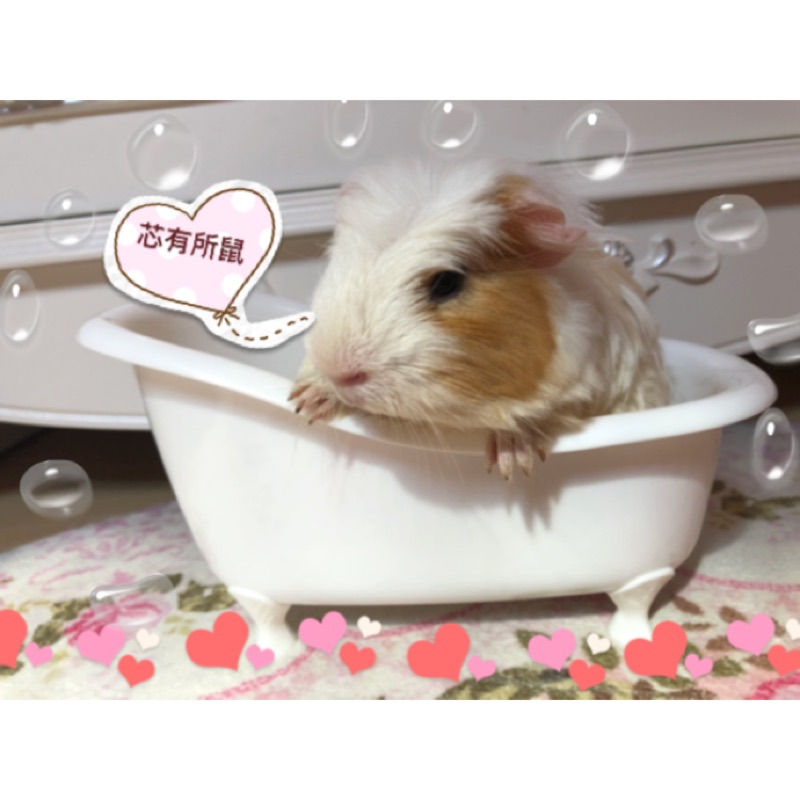 🐭芯有所鼠🐹天竺鼠🐰兔子洗澡浴缸🛁可當菜🥗盆收納盒小動物黃金鼠🐹刺蝟🦔🐿️都能使用迷你浴缸喔❤️盆栽🎍