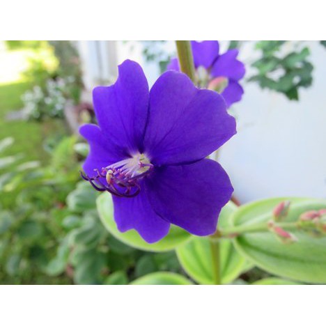 銀葉野牡丹 銀絨野牡丹 枝條無根 每枝15元 蝦皮購物