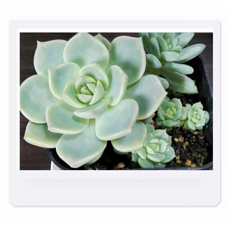 多肉植物多頭白牡丹 蝦皮購物