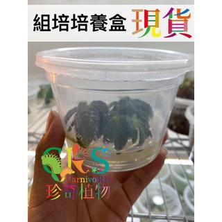 透明塑膠盒 可高溫滅菌 植物 組織 培養 孢子 組培 透氣膜 鹿角蕨 蘭花 播孢 玉女 金童 細菌 OMG 珍奇植物