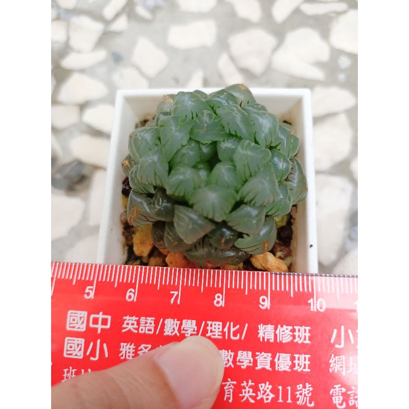 姬玉露多肉植物露養有外傷 蝦皮購物