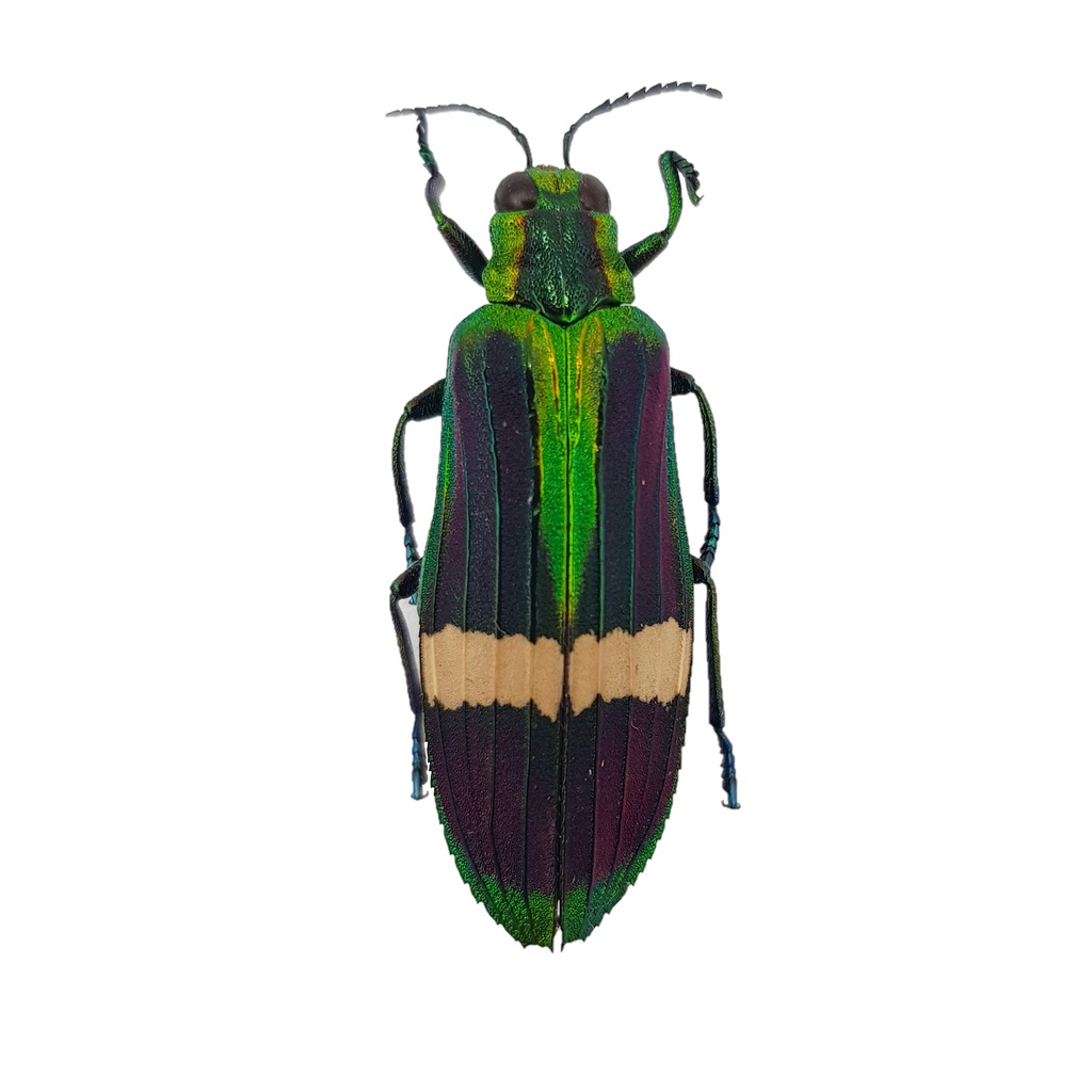 黃金蟲蘭網路商店 墨綠吉丁蟲 Demochroa Gratiosa Gratiosa 標本 蝦皮購物