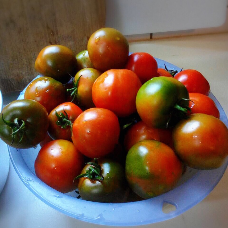 ［季節結束！已完售！］TOMATO 黑柿蕃茄  牛番茄🍅