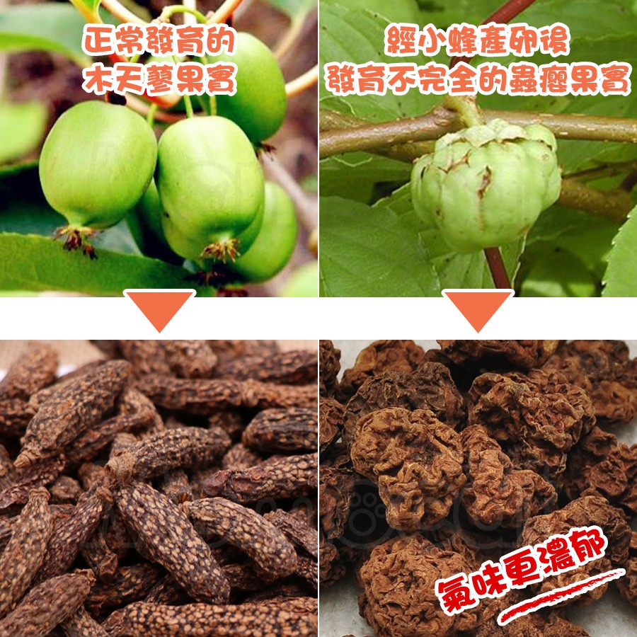 現貨 蟲癭果鈴噹球3入 木天蓼果實蟲嬰果蟲影果叮噹球貓咪玩具玲瓏球貓的萬應藥雙色貓咪鈴噹球 Momocat摸摸貓 E75 蝦皮購物
