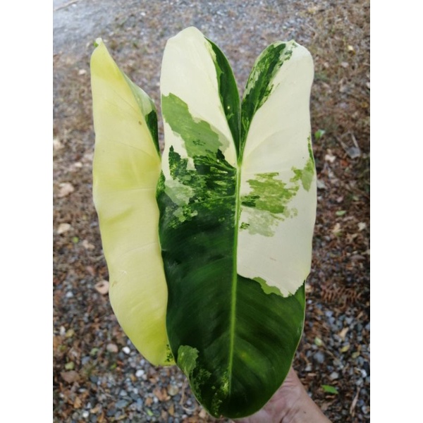 斑葉獨角獸 Philodendron Burle Marx 蔓綠絨，照片為出貨株