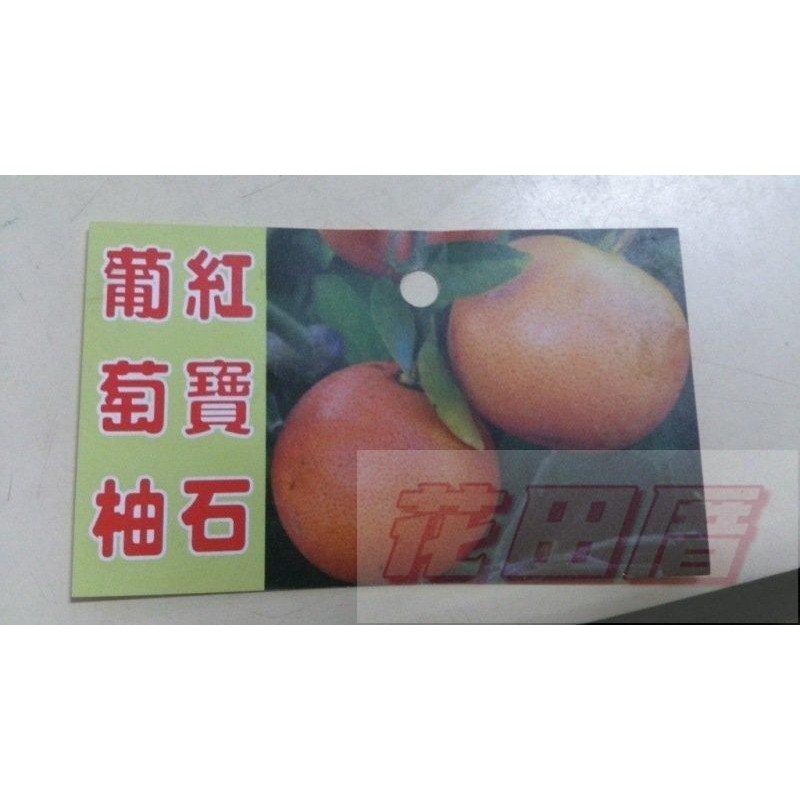 水果苗  紅寶石葡萄柚  1尺盆高120-130cm甜度高【花田厝】