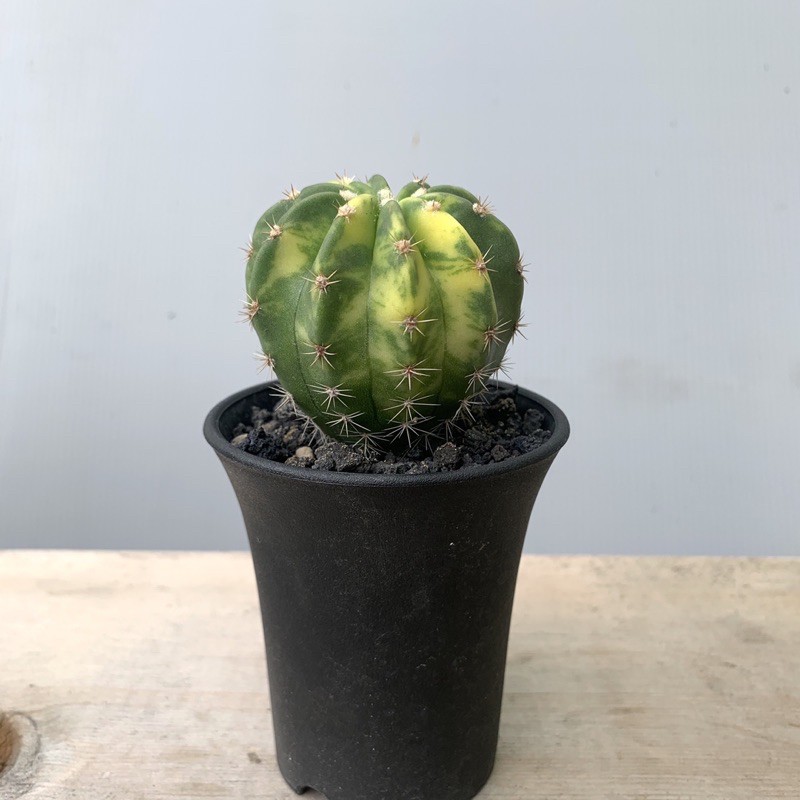 巧琦屋 短毛丸錦實生2 5吋盆仙人掌多肉 蝦皮購物