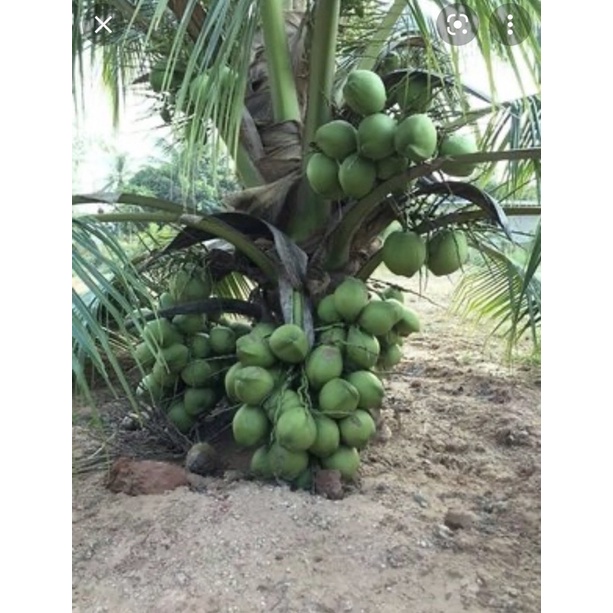 景宏種苗園-水果苗  /保證泰國矮種椰子苗/訂購15棵在送1棵