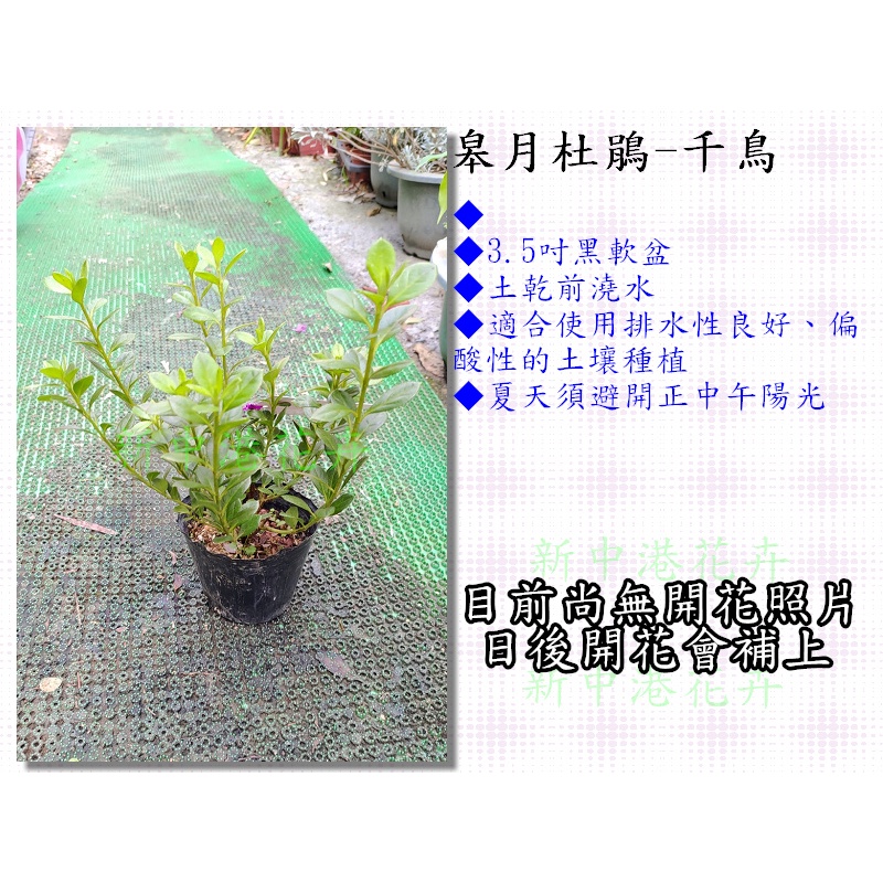 皋月杜鵑 千鳥 新中港花卉 日本杜鵑 五月花 蝦皮購物