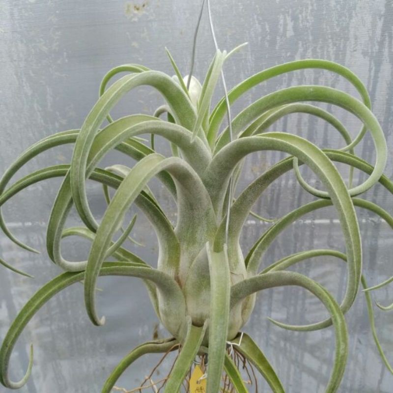 綠房子空氣鳳梨 電捲X費西 Tillandsia streptophylla X fasciculata