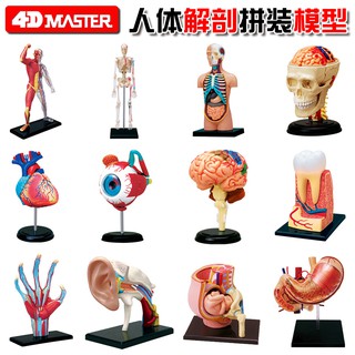 4D MASTER 益智拼裝玩具 人體各器官拼裝模型 內臟心臟頭骨眼球耳道大腦手肌肉骨架妊娠牙齒器官解剖模型 醫學教學科