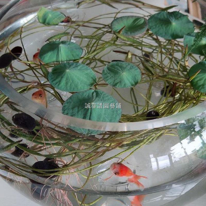 魚缸浮萍迷你荷葉種子水生種籽水草浮蓮浮萍水生植物養龜魚缸造景 蝦皮購物