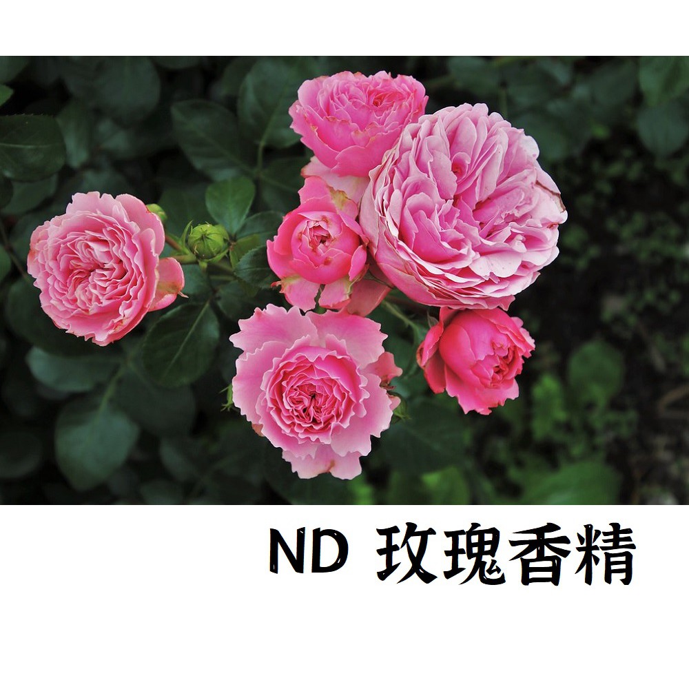 【露西皂材】英國nd 玫瑰香精  (British ND rose essence)