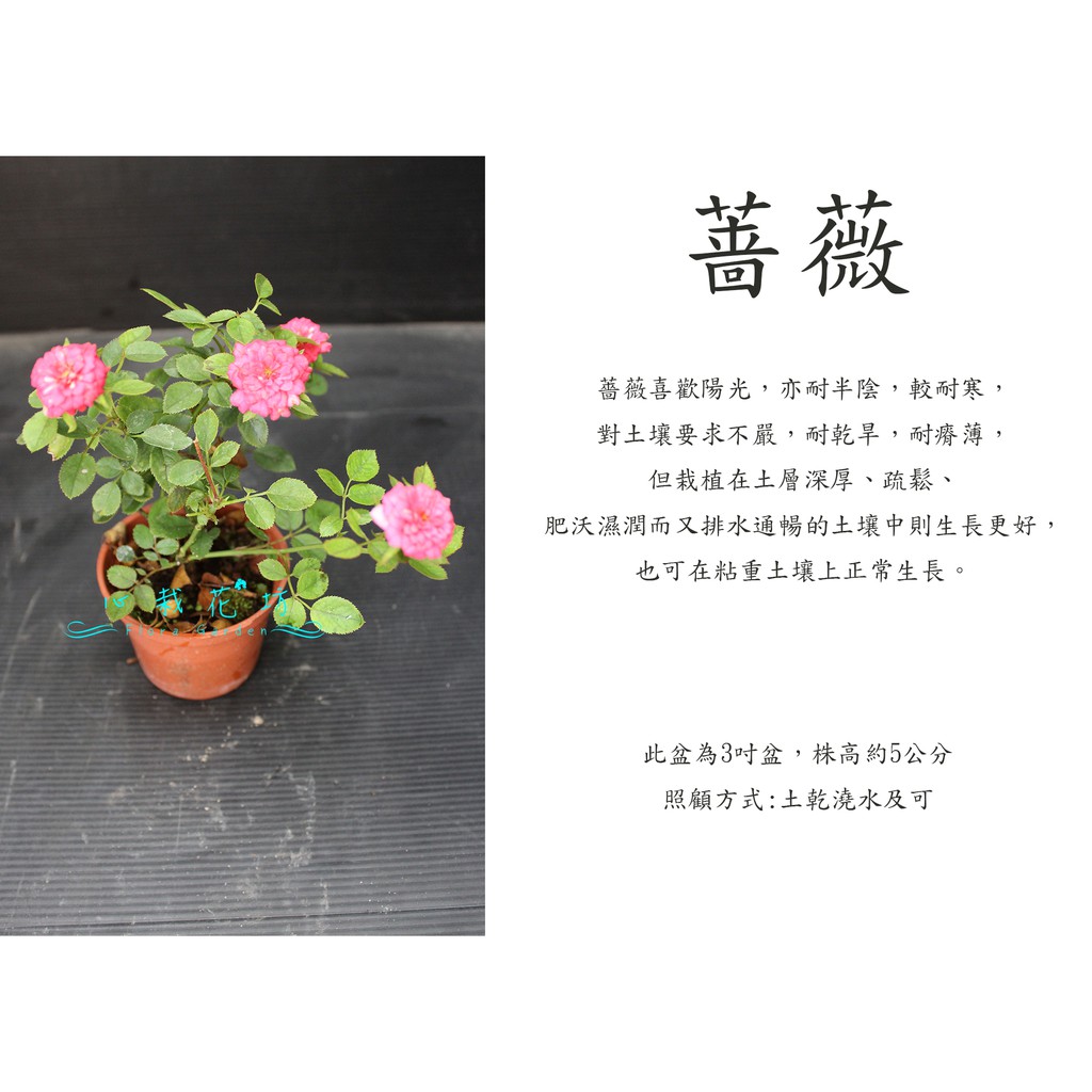 心栽花坊 薔薇 小玫瑰 迷你玫瑰 隨機花色 3吋 開花植物 綠化植物 綠籬植物 售價50特價40 蝦皮購物