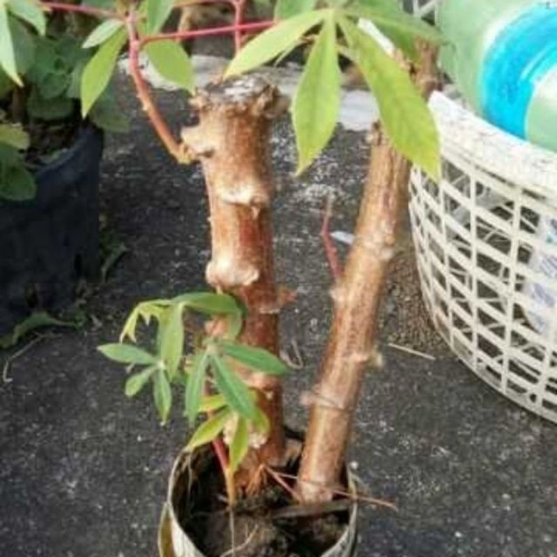 黃金樹薯苗/pokok singkong/金鳳薯苗/cassava/Singkong