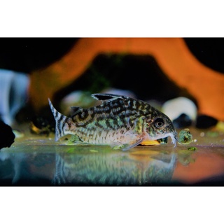 魚色南苑 超級二線鼠7cm 鼠魚活餌飼料 蝦皮購物
