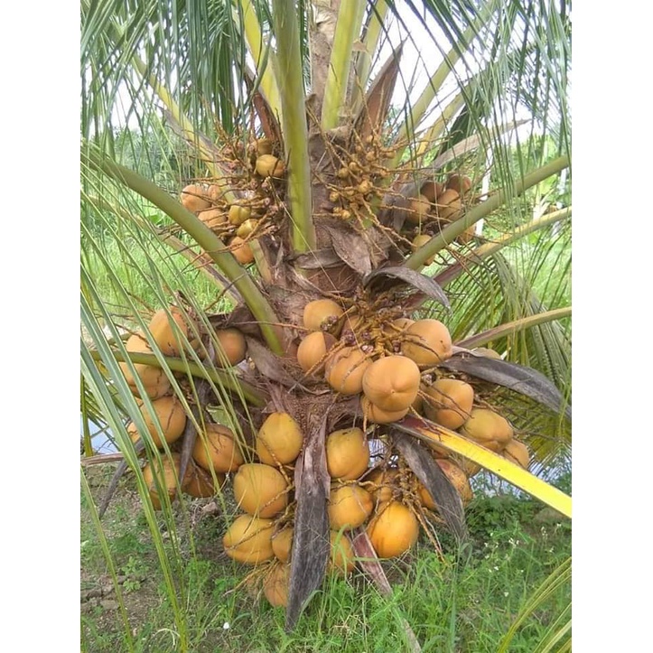 海南矮種芋香【金椰】、矮金色椰子、矮種椰子、芋香椰、種苗、盆栽