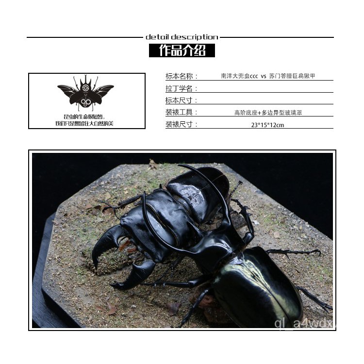 熱銷機械昆蟲標本 暴怒 南洋大兜蟲vs蘇門答臘巨扁鍬甲巨型甲蟲打鬥復古擺件收藏 熱款機械昆蟲標本 蝦皮購物