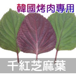 【現貨】【全館590免運】韓國千紅芝麻葉(韓國烤肉、紅紫蘇)種子 約30粒