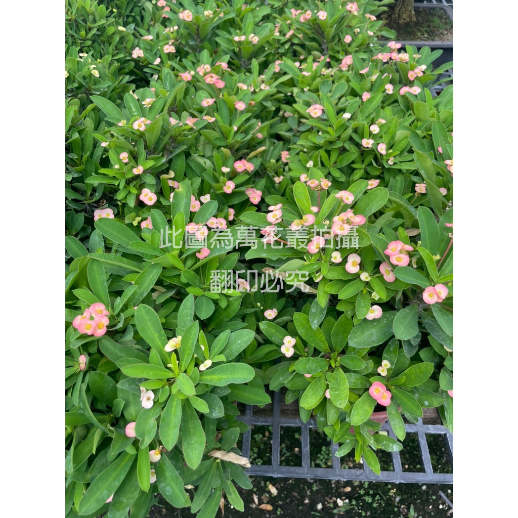 萬花叢 灌木植物 麒麟花 粉花 5吋盆 高約10 cm 蝦皮購物