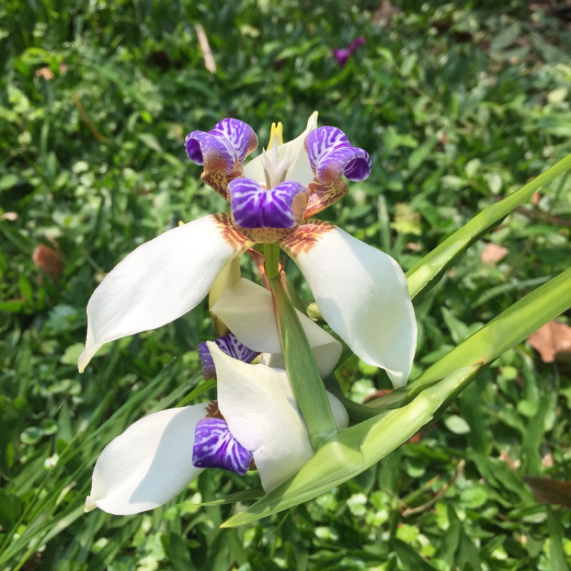 巴西鳶尾花四月開白紫花 蝦皮購物