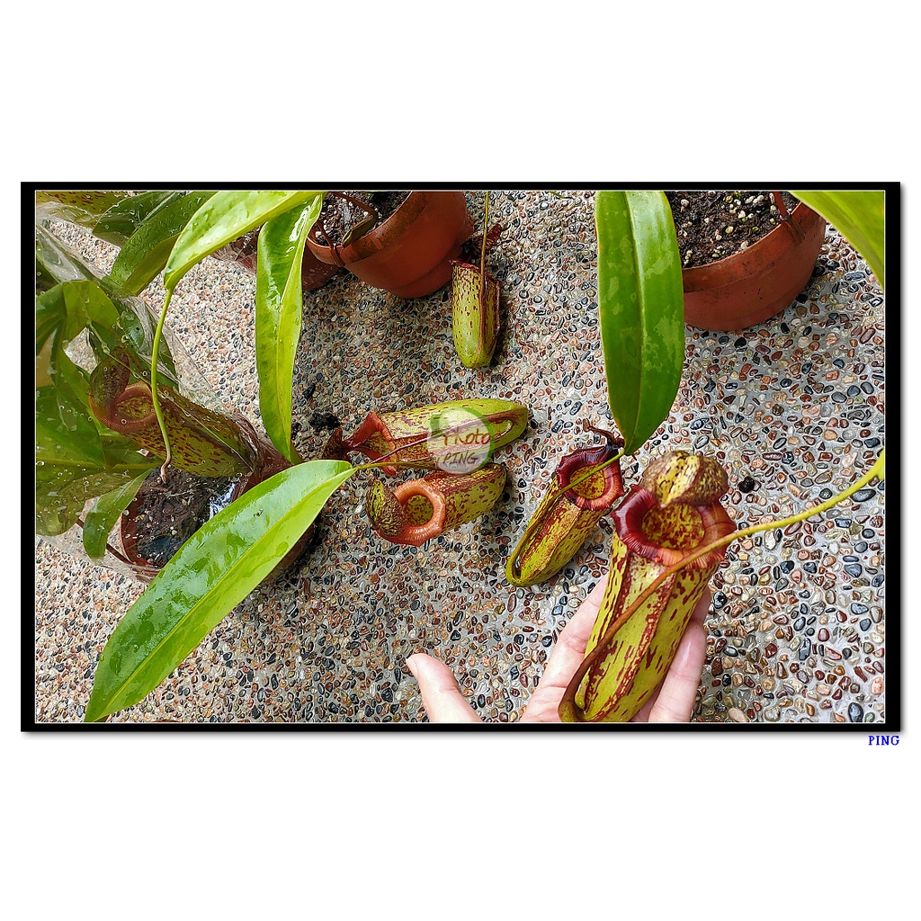 ★PING樂園★ 食蟲植物 豬籠草 辛布亞X大豬