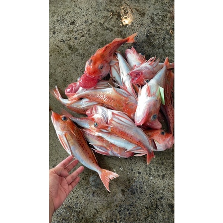 鱻味急凍生鮮深海角魚角魚深海魚魚湯鮮魚湯大溪漁港現撈海鮮 蝦皮購物