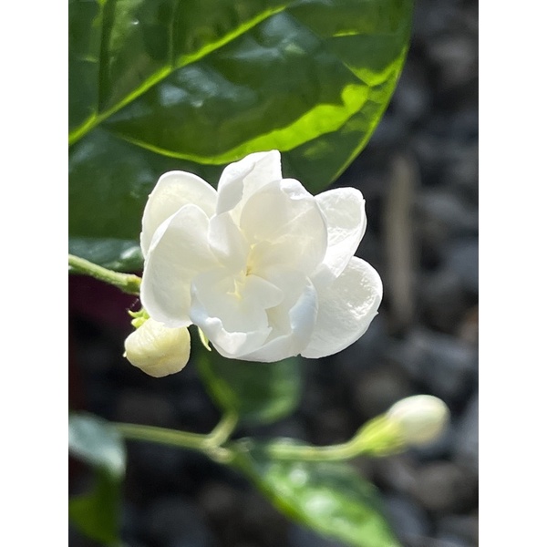 植悟誌の半重瓣茉莉花虎頭茉莉花星星茉莉滿天星茉莉 蝦皮購物