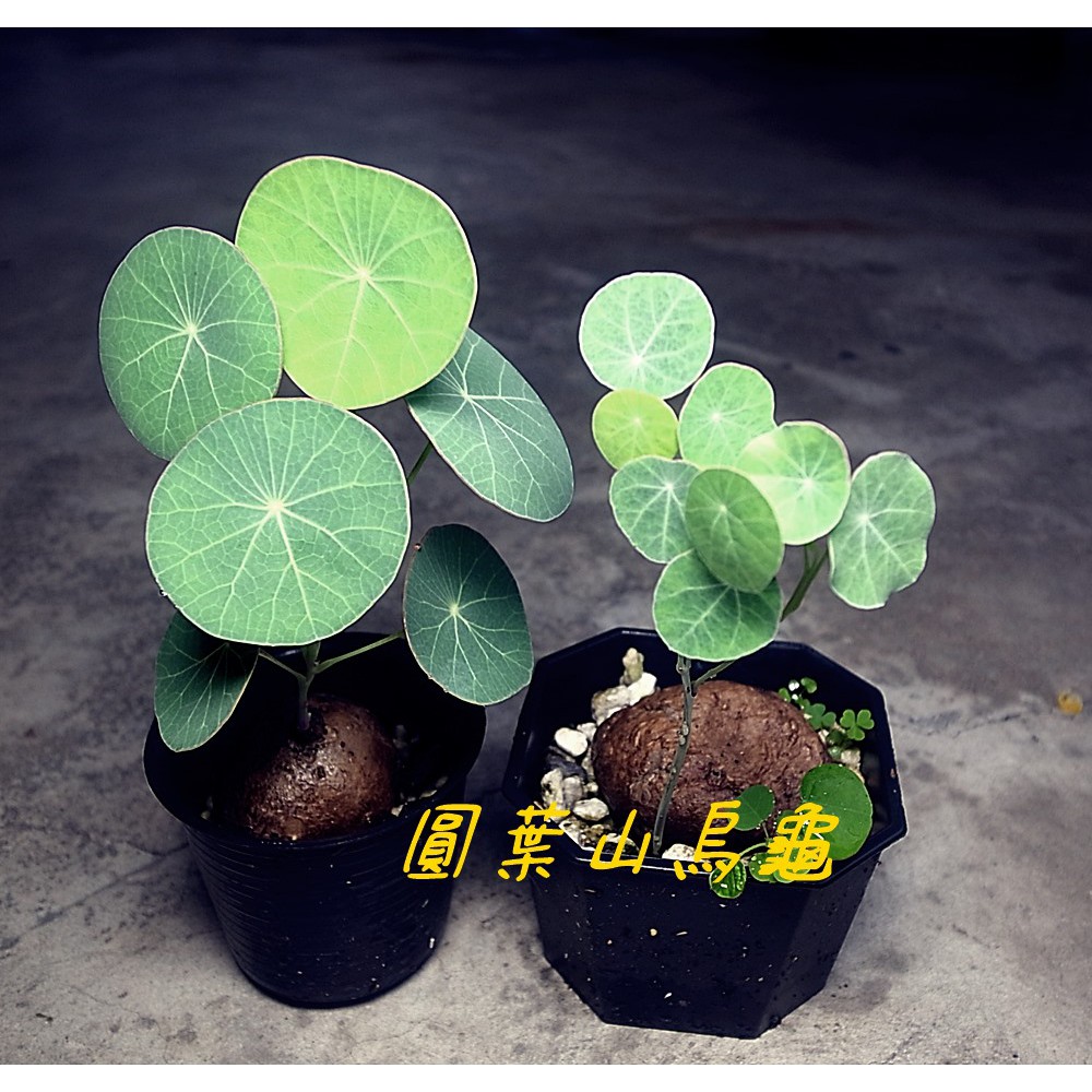 《柯比植物》 圓葉山烏龜(Stephania erecta) 紅藤山烏龜 塊根植物  多肉植物