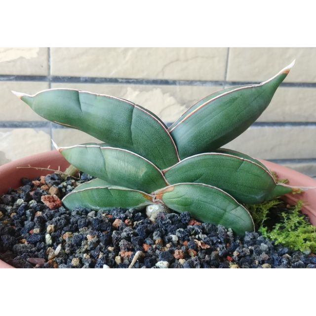 多肉植物 仙人掌 香蕉虎尾蘭 蝦皮購物