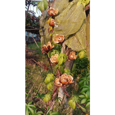 木玫瑰種子··乾燥花