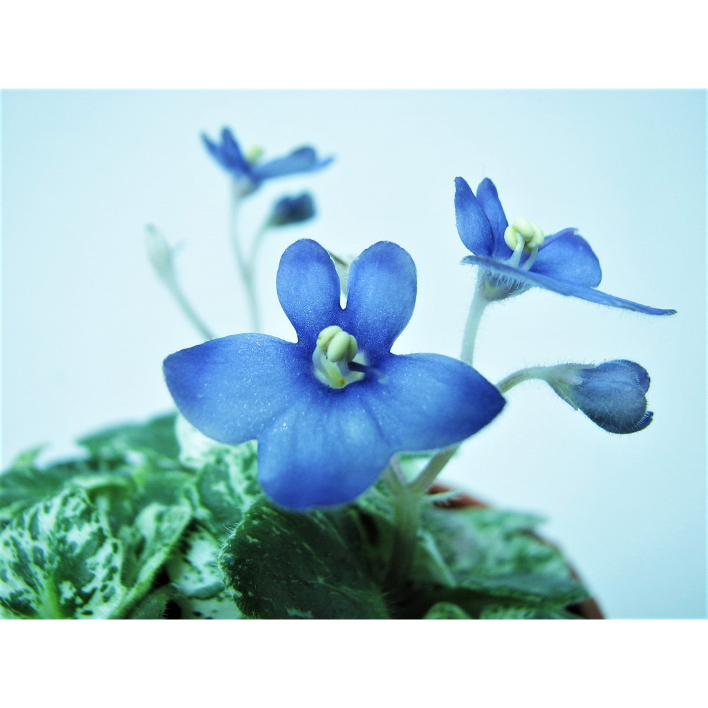 孵孵樂 非洲菫 非洲堇 非洲紫羅蘭 Princess Blue Eyes 公主藍眼睛 葉片販售 蝦皮購物