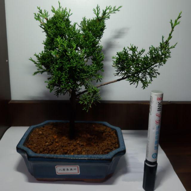 八房系魚川真柏天然樹形小品盆栽迷你盆栽桌上盆栽長方切角釉盆 蝦皮購物