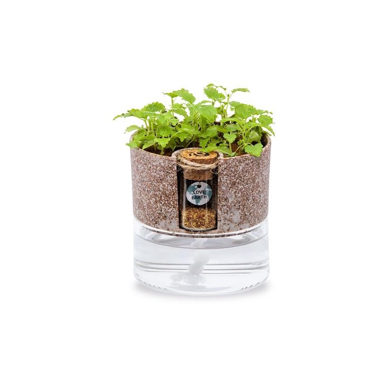 Green Pandora環保盆栽eco Pot 香蜂草eslite誠品 蝦皮購物