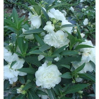 台灣現貨 鳳仙花 茶花鳳仙種子學生實驗套餐四季室内混合指甲花鳳仙花種鳳仙子花種 蝦皮購物