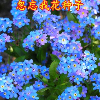勿忘草 優惠推薦 22年10月 蝦皮購物台灣