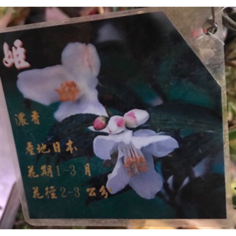 茶花：姬（Camellia lutchuensis hybrid）6吋