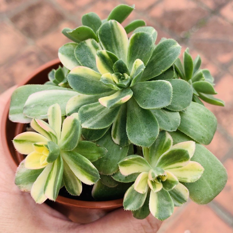 阿法屋頂樂園 多肉植物 愛染錦 蝦皮購物