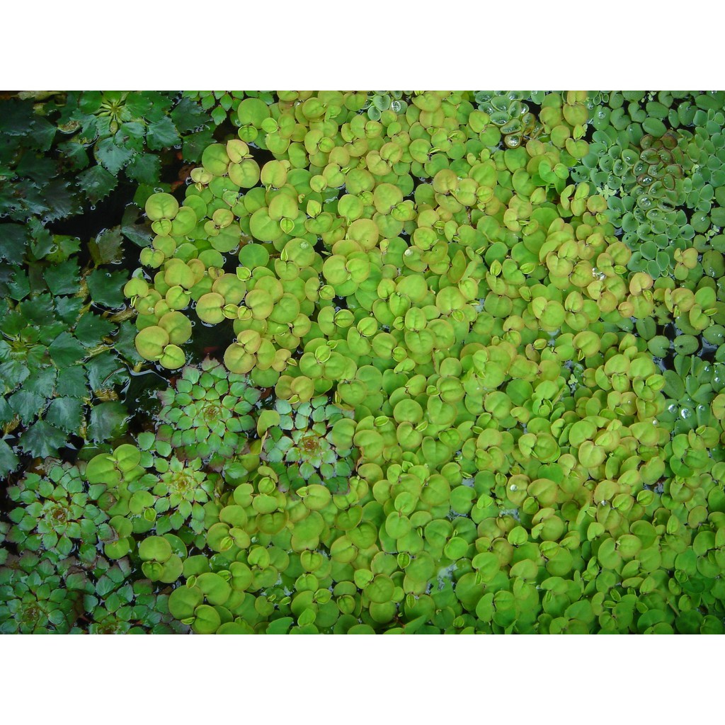 水草爆缸 紅毛丹 漂浮植物 蝦皮購物