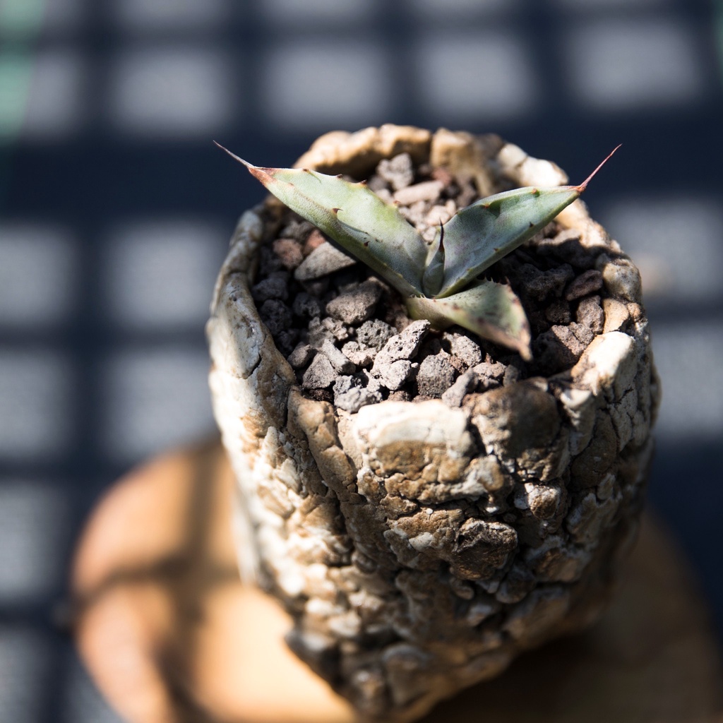 【血斑系列】血武藏 (血雨X武藏坊) 側芽 小苗 龍舌蘭 7年培育經驗 Agave｜喜龍園多肉