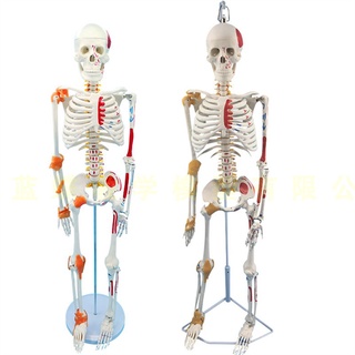 85cm人體骨骼模型170cm全身成人骨架人體模型小骷髏教學脊椎模型【美品LDYX】